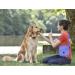 COOWONE Dogelackerli Bag - Soft Cord Dog Training Treats & Toys Pocket with Feces Bag Dispenser | Purple | International Shipping Available - Buy Online on GoSupps.com