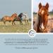 Annimally Horse Vitamin E Lysine & Selenium Powder - 2kg Refill for Muscle Support & Performance - Buy Online on GoSupps.com