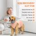 Avont Dogebody Post-Op Wound Protection Suit for Neutered Males & Bitches - Pink (M) | Postoperative Recovery Clothing to Prevent Wound Leakage - Buy Online on GoSupps.com