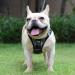 Suredoo Dog Harness for Small Dogs - Reflective Breathable & Leash Included - XS Black Checkered - Ideal for Puppies & Medium Dogs - Buy Online on GoSupps.com
