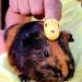 HuggleBrush Original Yellow Guinea Pig & Rabbit Small Pet Grooming Brush - De-shedding Tool for Bonding - Buy Online on GoSupps.com