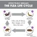 FRONTLINE Plus Flea & Tick Treatment for Large Dogs (45-88 lbs) - Effective Protection - Buy Online on GoSupps.com