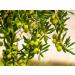 Jasmine Natural Solid Perfume (Jasmine 0.25 oz tin jar) - Buy Online on GoSupps.com
