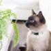 Pettsie Cat Collar Breakaway & Friendship Bracelet Set | Eco-Friendly Gift Box | D-Ring for Accessories | 100% Cotton | Adjustable Green Design - Buy Online on GoSupps.com