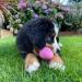 Beco Pets Eco-Friendly Natural Rubber Dog Ball Chew Toy - Small, Blue - Buy Online on GoSupps.com
