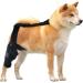 Dog ACL Knee Brace | Brace Behind Leg Neoprene Hip Brace Support Dog Knee Brace Adjustable Traction Belt for Cruciate Ligame for Cruciate Ligament Injury for Torn ACL Leg L right - Buy Online on GoSupps.com