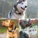 Tagme 2 Pack Personalized Dog Tags for Small & Medium Breeds - Engraved ID Tags for Dogs - White XL - Buy Online on GoSupps.com