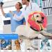 Ducomi Inflatable Dog & Cat Hinges - Pink Donuts for Comfort & Protection - Ideal for Surgical Recovery & Movement Freedom (Large) - Buy Online on GoSupps.com