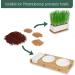 Buy PfotoLymp Cat Grass Re-Plant Set - Wheat Grass Seed & Earth for DIY Cat Grass in Porcelain Bowls - Buy Online on GoSupps.com