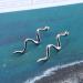 Shop Vintage Snake Dangle Earrings - Gold & Silver Punk Drop Jewelry for Women - Buy Online on GoSupps.com