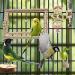 PietyPet 13pcs Bird Toys for Parakeets, Cockatiels, and Parrots - Swing, Hanging, Standing, and Chewing Toy Set - Buy Online on GoSupps.com