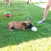 Dingo Gear Dog Toy Softball - Handmade Real Leather for Puppies & Dogs | S02779 11cm - Buy Online on GoSupps.com