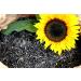 Sunflower seeds black 25 kg feed farmer new harvest 2023 bird feed