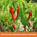 Yimi Whole Dried Chili Peppers - Chinese Red Chilies for Hot Chili Oil & Hotpot | Organic, Natural, Non GMO, Gluten Free - Mother's Day Gift | Medium Hot 5.3oz - Buy Online on GoSupps.com