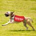 Nervous Rescue Dog Jacket Vest Nervous Rescue Do Not Pet Dog Vest Dog Walking Slogan Warning Vest (Nervous Pet M) - Buy Online on GoSupps.com