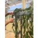 Grade A Whole Vanilla Beans - 5 Pods for Vanilla Extract, Baking, Ice Cream, Coffee - Rich Taste, Long-lasting Flavor - Buy Online on GoSupps.com