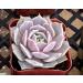 2in Echeveria Lola Succulent Plant - Live Mini Plant for Indoor Outdoor Decor, Perfect for Home Office Wedding DIY Projects - 1 Pack Fully Rooted in Pots - Buy Online on GoSupps.com