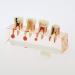 Buy Dental 4-Stage Endodontic Treatment Clear Model - Ideal for Study & Teaching | International Shipping Available - Buy Online on GoSupps.com