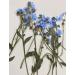 YouthBro 50PCS Blue Forget Me Not Flowers with Stem - Real Dried Pressed Flowers for Resin Art Craft - Buy Online on GoSupps.com