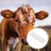 Buy 1pc Pregnant Tester for Livestock - Cow Pregnancy Test Strip & Detection Tools | Farm Testing Supplies - Buy Online on GoSupps.com