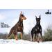 HULK s All-natural Odor Free Bully Sticks for Dogs 3 to 5-inch Sizes (225g+) Pack - 100% Free Range Grass Fed Sourced Beef Sticks for Dogs. Long Lasting Premium Graded Beef Dental Chews. Best Suited Bully Sticks for Puppies and Small Dogs. Free of Hormone - Buy Online on GoSupps.com