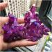 Natural crystal rough Natural crystal rough Natural Quartz Amethyst Cluster Crystal StoneElectroplated Colorful Crysral Cluster Specimen Home Gifts 1pcs Semi-precious Stone Jade Jewelry Antiques Exorc 40-60g Amethyst Cluster - Buy Online on GoSupps.com
