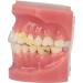 American Orthodontics Elastics Wildlife Sea Lion | Assorted Neon Heavy 6.5 Oz | 75 Packs Per Box | Made in USA | Top Quality Latex Tubing - Buy Online on GoSupps.com