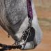 Cashel Bit Cheek Guards - Black (1 Pair) | Protect Your Horse's Mouth - Buy Online on GoSupps.com
