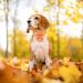 Autumn Dog Collar - Adjustable Yellow Cotton Hall Band with Sailor Flying Design for Small & Medium Dogs - Pack of 1 - Buy Online on GoSupps.com