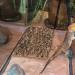 ULTECHNOVO 3Pcs Cork Bark Terrarium Background Set | Reptile Climbing Wall Decor for Turtle, Gecko, Lizard | Habitat Accessories for Terrariums - Buy Online on GoSupps.com