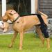 Dog Knee Brace - Professional Knee Support Brace - Support Dog Knee Brace Neoprene Hip Brace Adjustable Traction Belt for Knee for Cruciate Ligament Injury for Torn ACL Leg M left - Buy Online on GoSupps.com