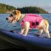 Asenku Adjustable Ripstop Dog Wower - Reflective Dog Chimney for Small Medium & Large Dogs (Pink) - Perfect for Boating Swimming & Surfing - Buy Online on GoSupps.com