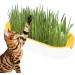 Buy Hydroculture Cat Grass Set - Mess-Free No Dirt Easy to Grow Anti-Grave Design for Happy Cats! - Buy Online on GoSupps.com