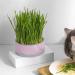 Lambo Cat Grass Planters | Hydroponic Plant Boxes for Cats & Pets | Removable Earth-Free Mint Planters - Buy Online on GoSupps.com