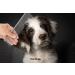 ORIEMARS Stainless Steel Metal Dog Combs - Ideal for Grooming Large and Small Dogs, Cats, and Other Pets - Removes Tangles and Knots - Buy Online on GoSupps.com