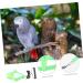 Beavorty 2 Sets Bird Leash Lizard Leash Pet Bird Harness and Leash Chicken Harness for Birds Parrot Bird 12X6X1.3CMx2pcs Greenx2pcs - Buy Online on GoSupps.com