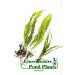 Java Fern Microsorium pteropus Live Aquarium Plants (2)