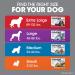 Frontline Flea and Tick Treatment for Medium Dogs - 3 Count - Buy Online on GoSupps.com