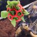 Lodcazio Turtle Treat Hay Feeder Ball - Ideal Food Dispenser for Tortoises & Small Pets - Fruit & Vegetable Holder Toy (GetaWay Solids) - Buy Online on GoSupps.com