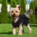 QBLEEV Dog Dress Dog Wedding Dress for Medium Dogs Bowknot Dog Wedding Attire Black Dog Dress Pet Dog Bride Costume Lace Tutu Skirt Halloween Dog Princess Dress Puppy Apparel Dog Formal Dress XXL Black XXL - Buy Online on GoSupps.com
