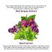 Wine Facial Kit - 5 Steps for Glowing Skin & Wrinkle Removal | Red Grape Aloe Vera & Olive Oil | 270 ml - All Skin Types - Buy Online on GoSupps.com