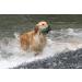 Romneys Standard Dummy 500g Blue - Floatable & Unsinkable Dog Training Tool | International Shipping - Buy Online on GoSupps.com