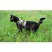 Mynwood Cat Jacket/Harness Arctic Combat Adult Cat - Buy Online on GoSupps.com