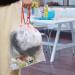 Pekky 3 Gallon Small Drawstring Trash Bags Clear Garbage Bags(120 Counts) - Buy Online on GoSupps.com