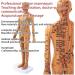 Acupoint Body Model(13.8 Inches) Digital Scale Accurate Acupuncture Points+Color Meridians Rotatable Arms/Hard Material High-Definition Large Characters with Base D - Buy Online on GoSupps.com