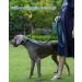 Buy PETTOM Adjustable Nylon Dog Collar - Breathable Reflective XS Blue - Perfect for Small Dogs - Buy Online on GoSupps.com
