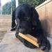 Super Himalayan Dog Chew-All Natural Hard Cheese Himalayan Dog Treats-Long Lasting Dog Yak Chews Made in Europe-Large for Dogs 15-25 kg Large(L)-Dogs 15-25 kg - Buy Online on GoSupps.com