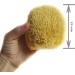 Premium Natural Mediterranean Sea Sponge - Large 13cm Organic Bath Sponge Durable & 100% Natural - Buy Online on GoSupps.com