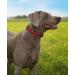 Lonto Durable Nylon Dog Collar - Size L Soft Padded 360 Reflective Click Closure Metal Ring - Red - Buy Online on GoSupps.com