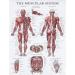 Saluaqui Fitness Workout Poster - Resistance Band Training & Muscle Anatomy for Home Gym | Effective All-Off Exercises with Clear Images - Buy Online on GoSupps.com